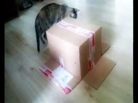 Metal Gear Solid: Cat and Cardboard box 